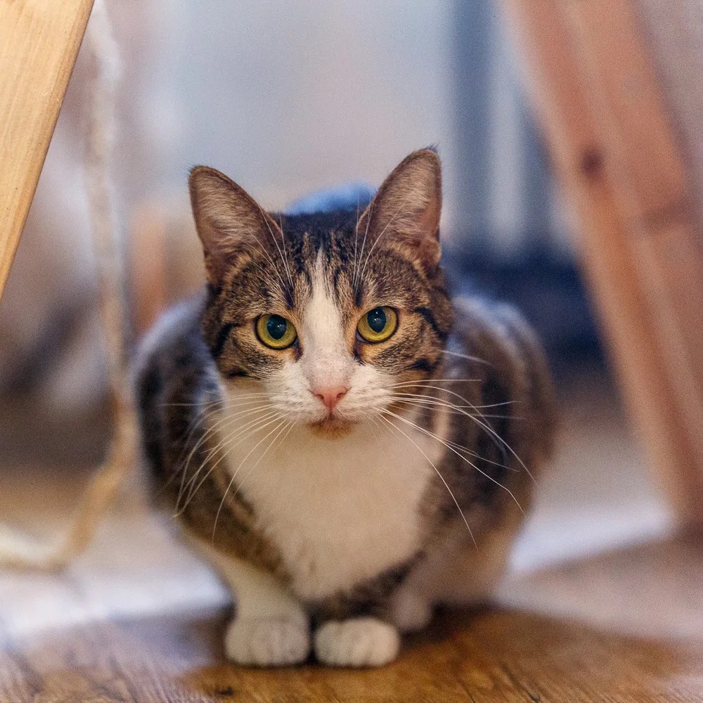A tabby cat